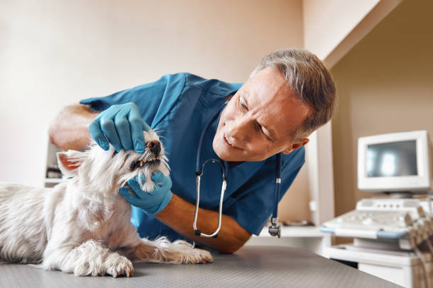 Best Emergency Gum Treatment in Kyle, TX